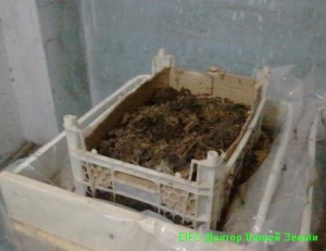 Пластмассовый ящик с субстратом биогумуса в общем деревянном ящике