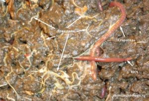 Гриндальский червь — энхитреус