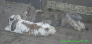 Огромные кролики