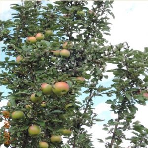 Практика природного земледелия на садовом участке - яблоня