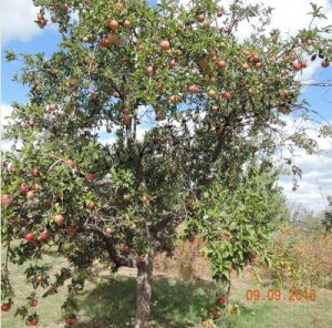 Практика природного земледелия на садовом участке - яблоня