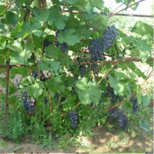 Практика природного земледелия на садовом участке - виноград
