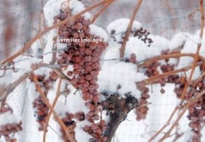 Укрыть виноград на зиму