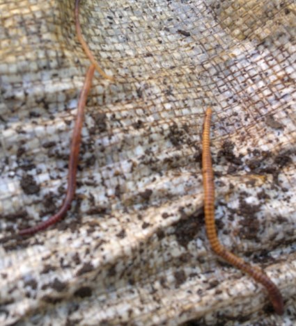 Как разводить дождевых червей в домашних условиях и чем кормить
